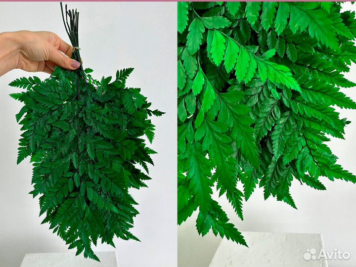 Папоротник стабилизированный