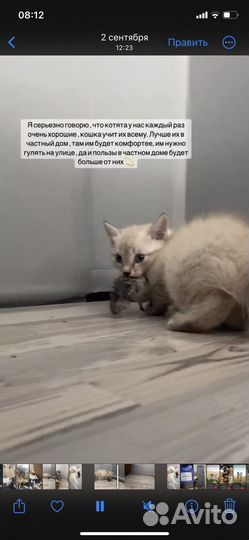 Мышеловка