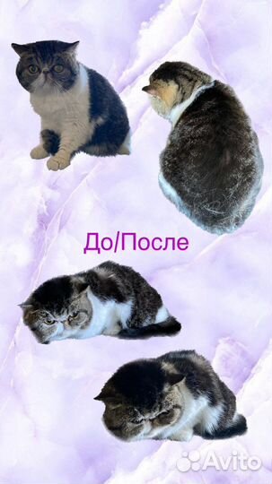 Груминг / экспресс-линька / стрижка когтей