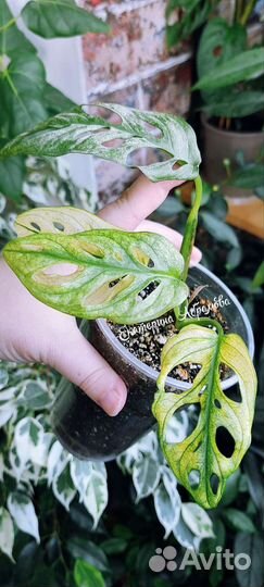 Монстера Адансона вариегатная