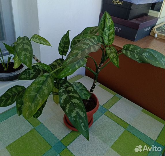 Спатифиллум (жен. счастье), Аглаонема, Хризантема