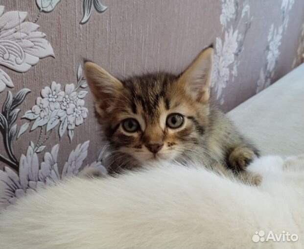 Котята