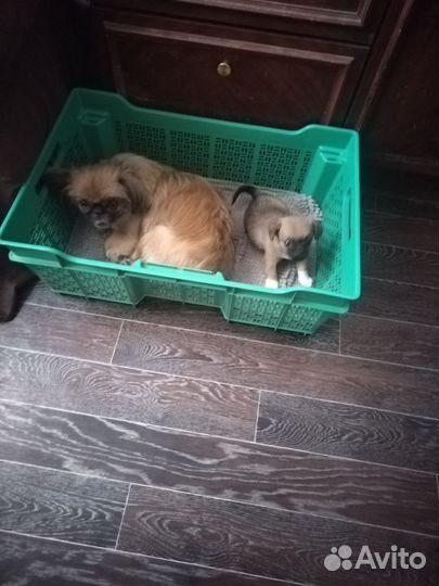 Метис пекинеса