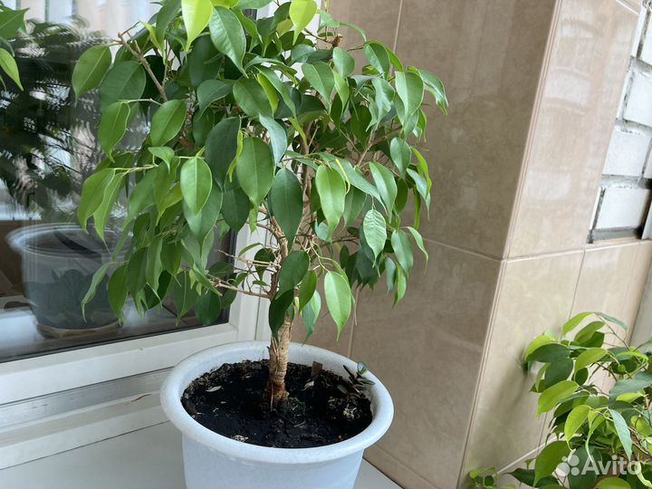 Цветок Фикус Бенджамина (более 7 лет)