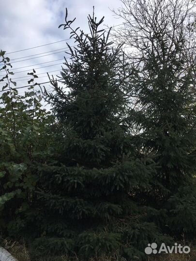 Продам Ели высота 6-7 метров