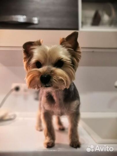 Йоркширский терьер Вязка