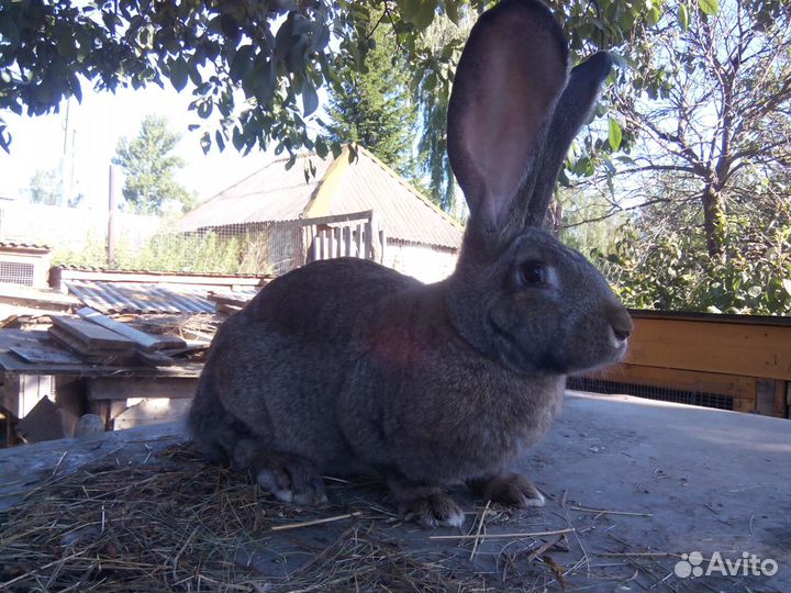 Кролики ризен