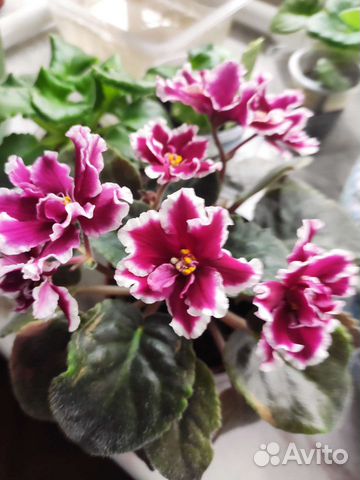 Продам цветы комнатные