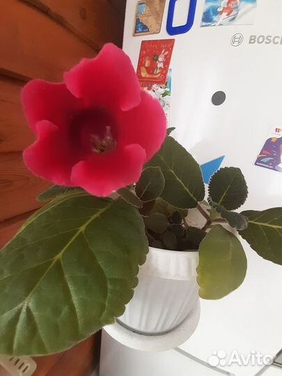 Глаксиния в горшке