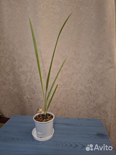 Финиковая пальма