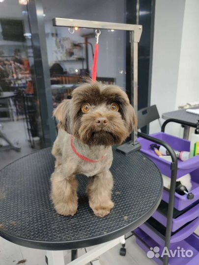 Груминг, стрижка собак