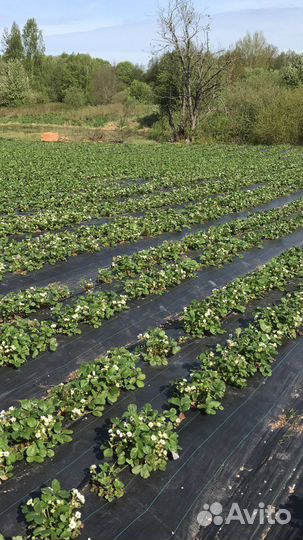 Саженцы клубники