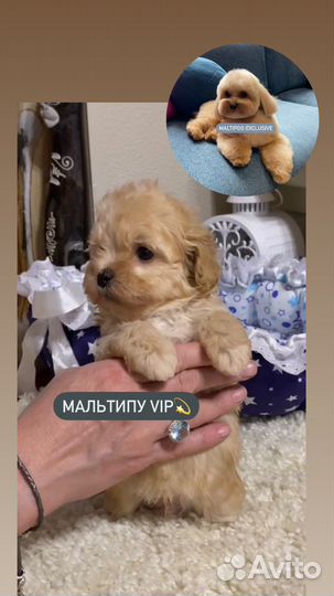 Мальтипу ф1 Премиум щенки