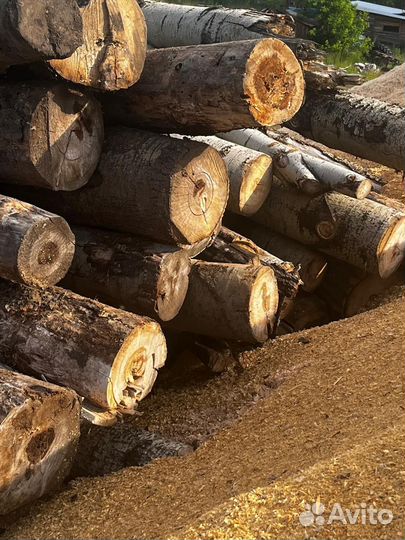 Лес круглый осина