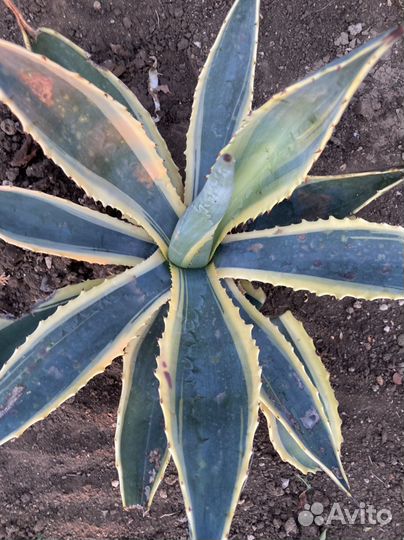 Агава голубая, американская, молодило