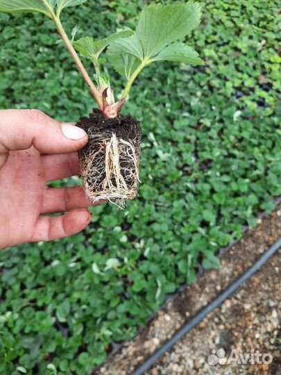 Клубника, кассетная рассада на июль