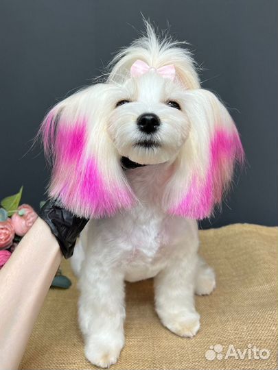 Стрижка собак