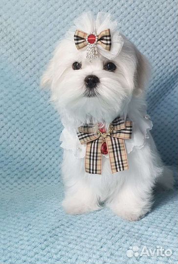 Роскошные щенки мальтезе