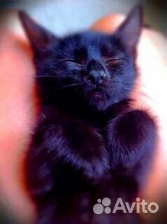 Котёнок инвалид в дар