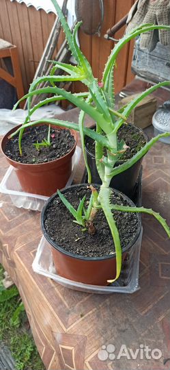 Алоэ (столетник)