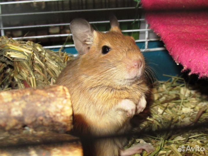 Белки дегу из питомника