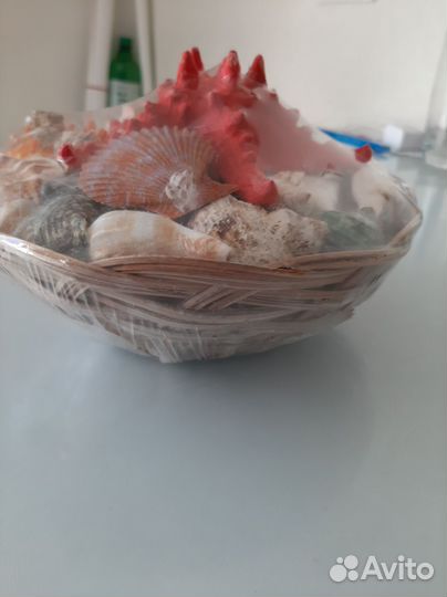 Набор морских ракушек