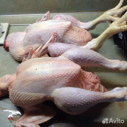 Мясо петушков, курочки на бульон