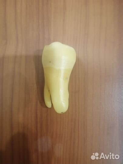 Пластмассовый зуб(верхний моляр)