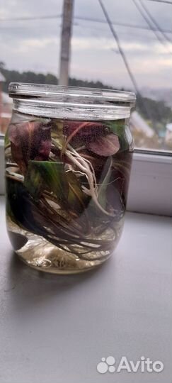 Растения для аквариума