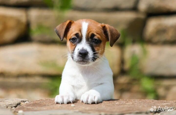 Джек Рассел терьер - высокопородные щенки