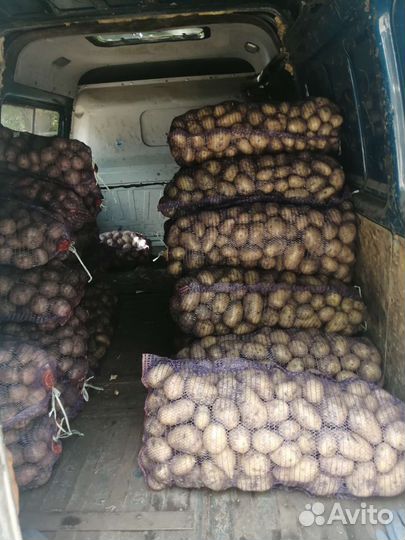 Картофель с огорода, деревенский