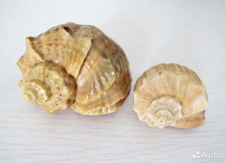 Ракушки Морские для Аквариума Интерьера