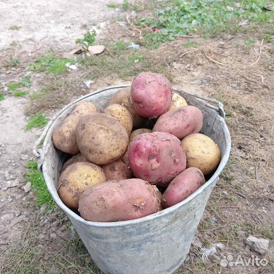 Продам картофель