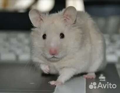 Сирийский хомяк подростки