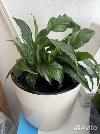 Спатифиллум женское счастье