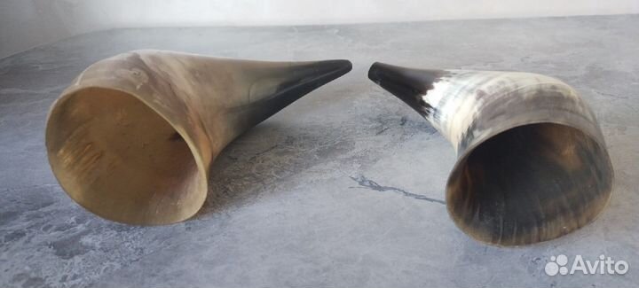 Коровьи рога