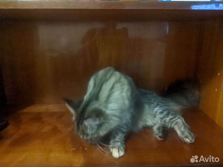 Кошка мейн-кун