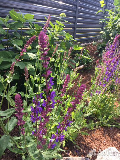 Шалфей Salvatore Blue, Merlo, Аметист