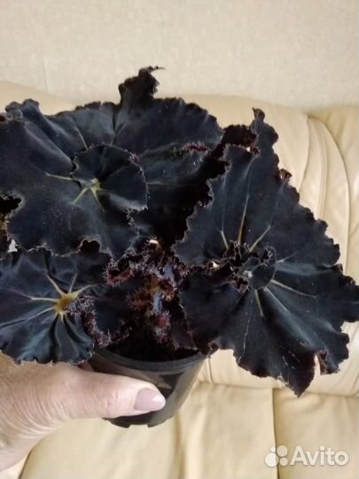 Бегония королевская Черная Мамба