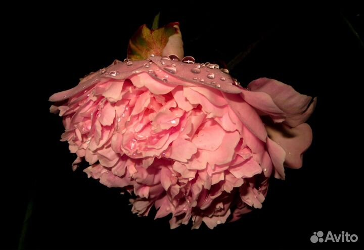 Цифровая камера Canon