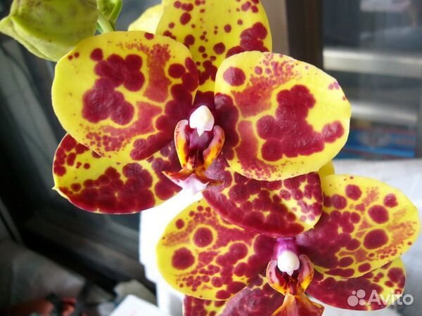 Орхидея Phal. Haur Jin Princess