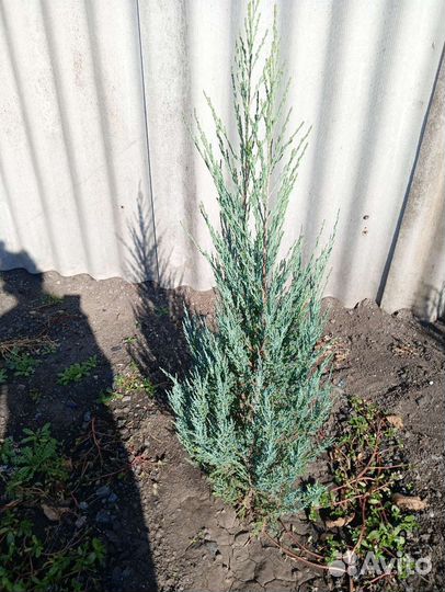 Юкка и много других декоративных растений