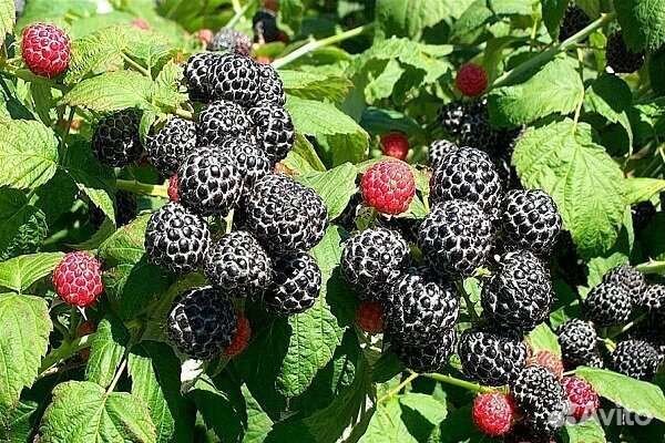 Ежемалина кумберленд, чёрная и красная смородина