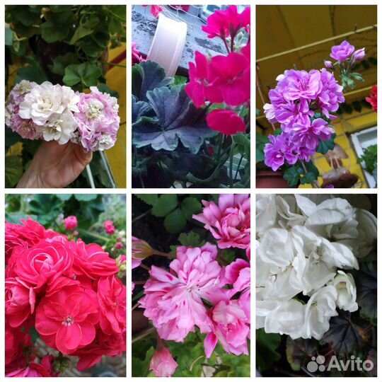 Пеларгония герань