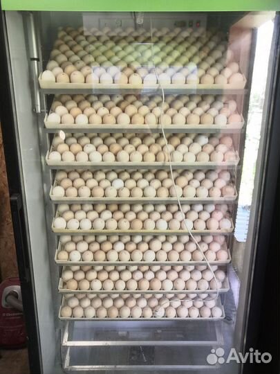 Цыплята Леггорн Далматинец, Кучинская Юбилейная