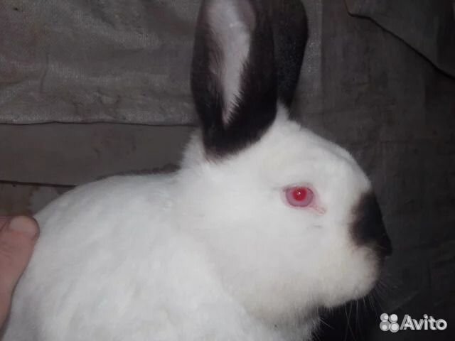 Калифорнийские кролики