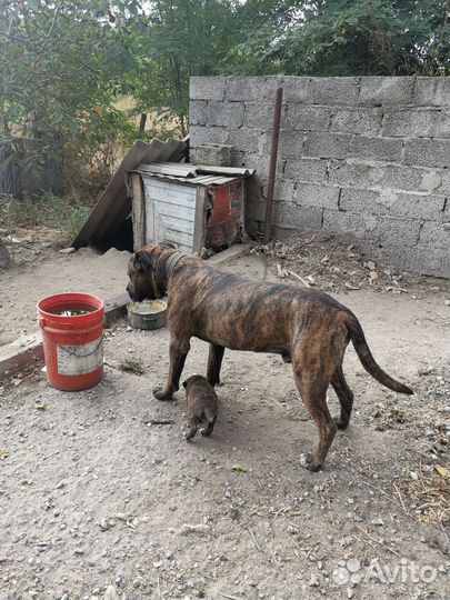 Алано Эспаньол