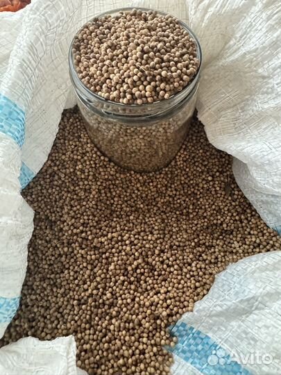 Семена кинзы