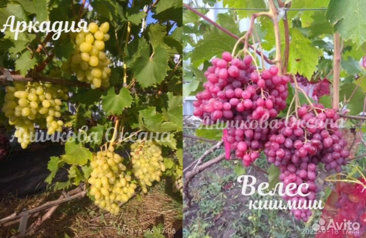 Саженцы и черенки винограда