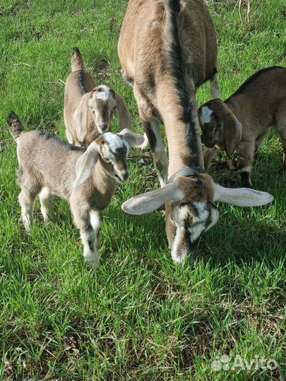 Заано- нубийские козлята. Козлики и козочки